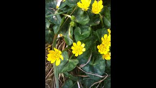 Lesser Celandine Ficaria verna [upl. by Nylla722]