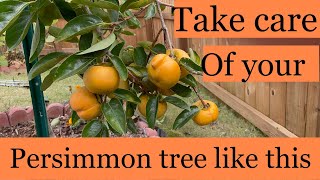 All you need to know about PERSIMMONS My first big persimmon harvest [upl. by Shoshanna]