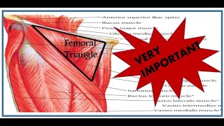 quotUnlocking the Femoral Triangle Essential Knowledge for Medical Studentsquot Anatomy Student Zone [upl. by Norraa]