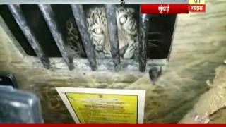 Mumbai Forest officials trap leopard in Aarey colony [upl. by Oliviero379]