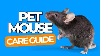 PET MOUSE CARE 101  Happy Pet Mice Guide for Beginners [upl. by Aber]