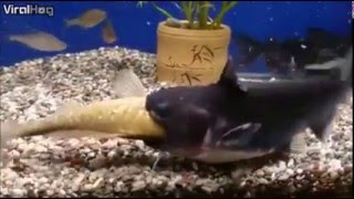 Catfish eats another fishes and doubles in size [upl. by Giff]