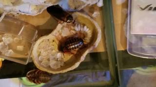 Dubia Roach giving birth [upl. by Cele544]