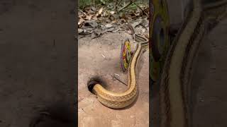 TRAP SNAKE snake animaltrap pestcontrol pesttrap nature rattletrap snaketrap rattrap [upl. by Keraj]