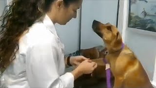 The Dogs gentle response to being treated and cured by the vet 🤣 Funny Dogs Reaction [upl. by Anirehtak]