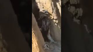 Chicken is defending her kids from a eagle wildlife animals eagle chicken fypシ゚viral [upl. by Ecital]