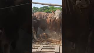 Sapi jumbo Sapi ngamuk Lemby jinak shorts youtubeshorts sapi cow [upl. by Jackelyn364]