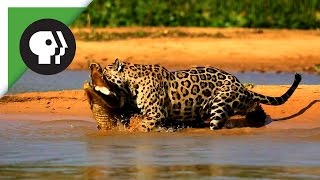 Jaguar Attacks Caiman Crocodile [upl. by Phail5]