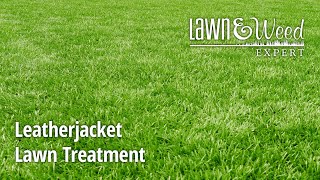 Leatherjackets in Lawn  Solved [upl. by Nivrem]