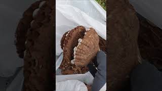 Feeding hornet nest to chicks HORNET NEST REMOVAL [upl. by Nereil]