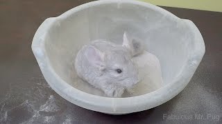 Chinchilla Loves Dust Bath [upl. by Amando]