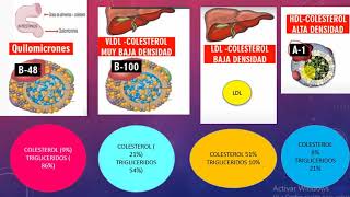 FISIOPATOLOGÍA DE LA DISLIPIDEMIA [upl. by Stoat]