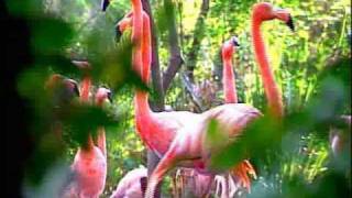 CONABIO Documentales  Reproducción de Aves en cautiverio  Si hay solución 37 [upl. by Lurie244]