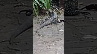 Lagartijo🤔🦎 iguana lagarto memes animals remix lizardmonitorlizards [upl. by Fabozzi]