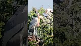 Greater Adjutant birds subscribe shortsfeed shorts short nature wildlife cambodia [upl. by Aenert]