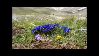 Gentiana verna L subsp balcanica [upl. by Suicul]