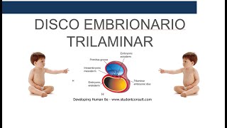 Disco Germinativo Trilaminar [upl. by Annaegroeg]