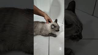 🐱 Gato Daniel Tomando Banho com escova nova 🐱 [upl. by Kilbride]