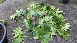 Japanese Aralia Fatsia Removing Winter Damages  April 6 2022 [upl. by Ferrick]