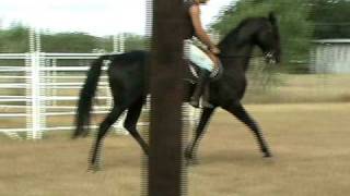 Akhal Teke stallion Arimtrotwalkgallop training  Akhal Texas [upl. by Nye229]