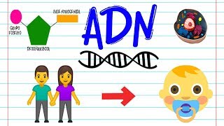 El ADN EXPLICADO  La Hiperactina [upl. by Millicent]