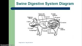 Types of Livestock Digestive Systems [upl. by Annayt]