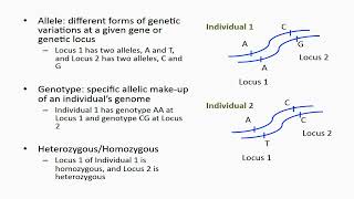 Heterozygous and Homozygous Alleles [upl. by Bills]