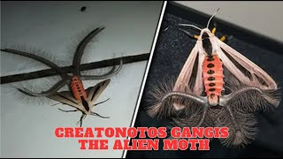 Creatonotos Gangis  The Alien Moth [upl. by Atinahs]