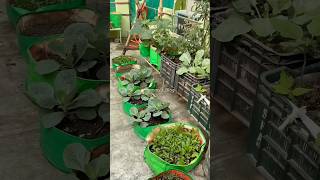 🌾কোন গ্রো ব্যাগে কি সবজী লাগাবো⁉️What Vegetables should I plant a GROW BAG ❓ garden trending [upl. by Anselmi329]