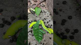 Green Caterpillar quotOleander Hawk Moth Caterpillar ka Aashcharyakari Safarquot shorts [upl. by Wauters]