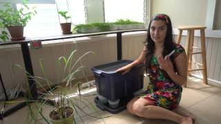 How To Start A Vermicompost Bin [upl. by Merlina]