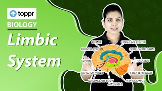 Limbic system  Neural control and coordination  Class 11 Biology [upl. by Alisander]