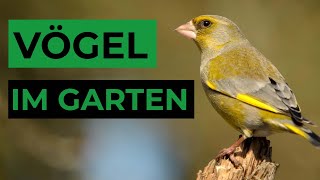 Gartenvögel am Gesang bestimmen [upl. by Dorreg]