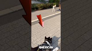 American Akita vs Japanese Akita – Wer wird diesen Kampf gewinnen 😱 [upl. by Jat876]