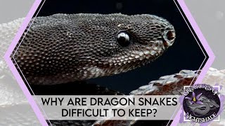 Why Are Dragon Snakes Difficult to Keep  Creatures of Nightshade [upl. by Aikemaj]