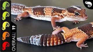 African Fattailed Gecko The Best Pet Lizard [upl. by Holofernes]