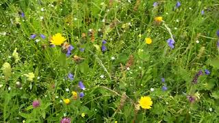 Carpathian grasslands [upl. by Elburr652]