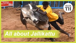 All about Jallikattu [upl. by Goodard]