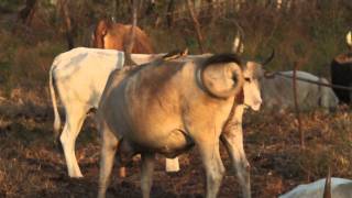 Oxpecker Kartong Gambia [upl. by Alboran]