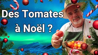 Faire pousser des tomates chez soi même en hiver  Comment sy prendre [upl. by Herries643]