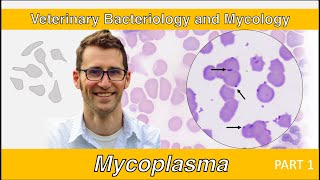 Mycoplasma Part 1  Veterinary Bacteriology and Mycology [upl. by Rex]