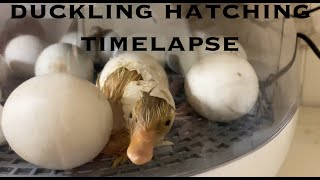 duckling hatching Timelapse [upl. by Tegdig]