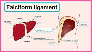 falciform ligament [upl. by Miguelita]