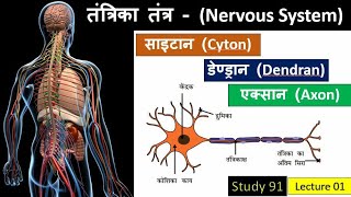 1Nervous System  तंत्रिका तंत्र Science GKBiology ClassesStudy91Nitin Sir [upl. by Uol913]