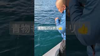 ライトジギング🎣 瀬戸内 釣り 広島釣り 大物 青物サワライワシブレードジグ [upl. by Nerat]