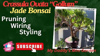 EP 227 Crassula Ovata “Gollum” PruningWiring amp Styling viral trending views youtube tree [upl. by Asabi]