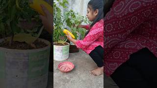 Process of How to Store Brinjal Seeds 🍆🍆 shorts garden vegetables gardening [upl. by Demahum479]