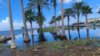 Freedom the Parrot by Limpkin at Flooded Veterans Memorial Park Adjacent to Downtown Sanford Marina [upl. by Oirelav]