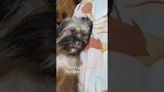 PARA SYANG TAO NA TRAP SA KATAWAN NG ASO  REINCARNATED I THINK asmr ytshorts viralshorts dog [upl. by Alair]