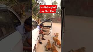 Jay Bajrangbali dj bajrangba song remix love comingsoon funnybandar monkey funny bandar [upl. by Onaled]